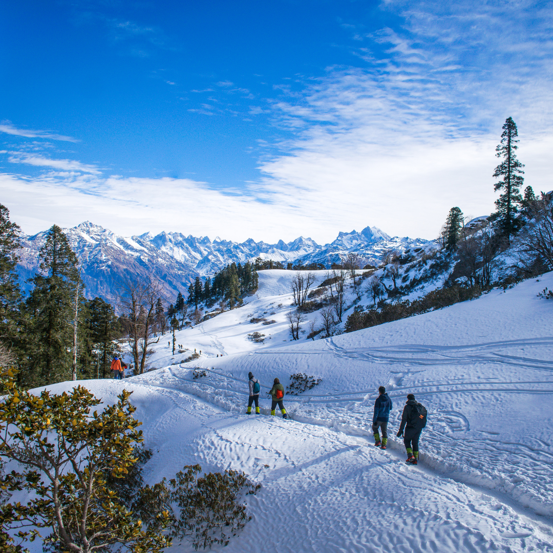Shimla Delight